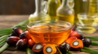 Harga CPO KPBN Selasa (8/9) Turun ke Rp15.957/Kg, Bursa Malaysia Dekati RM5.000 AGRICOM