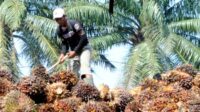 Agricom