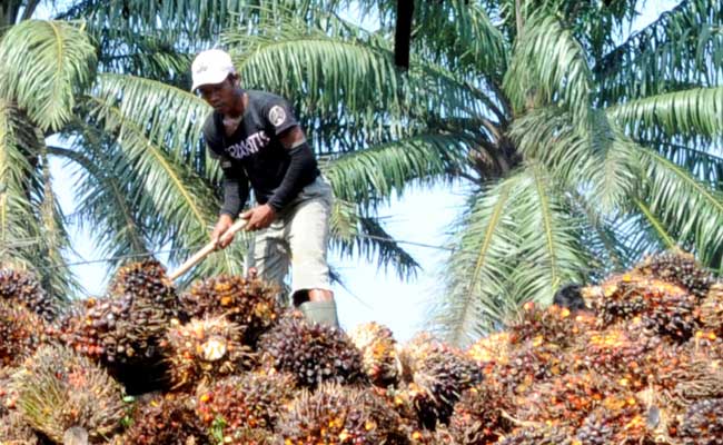 Panen TBS Sawit_Arie-Basuki2. Agricom