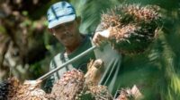 Harga TBS Sawit Sumbar Turun Menjadi Rp3.987,27/kg pada Periode IV September AGRICOM