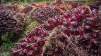 Harga TBS Sawit Plasma Riau 16–22 September 2026 Turun Rp17,54/Kg AGRICOM