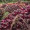 AGRICOM