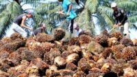 AGRICOM