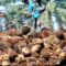 AGRICOM