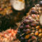 Agricom