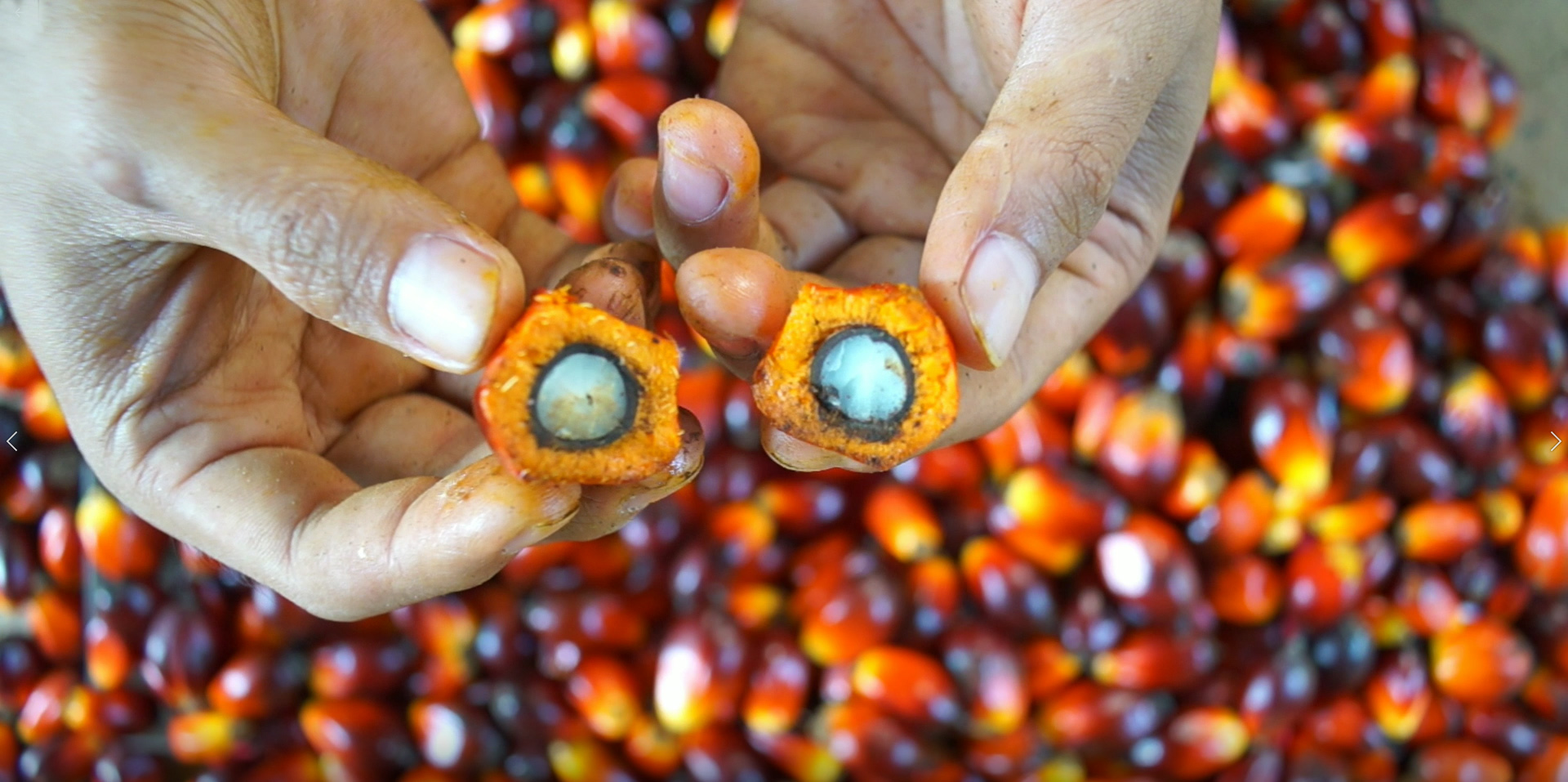Harga TBS Sawit Plasma Riau Periode 7–13 Oktober 2026, Umur 9 Tahun Rp3.796,85/kg AGRICOM