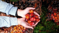 AGRICOM