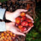 AGRICOM