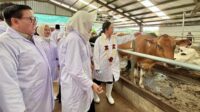 Kementan Targetkan 600 Ribu Sapi Perah Tambahan hingga 2029 untuk Kejar Swasembada Susu Nasional AGRICOM