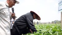 Kementan dan UGM Siapkan 5.000 Hektare Kedelai di Grobogan, Target Hasil di Atas 3 Ton per Hektare AGRICOM