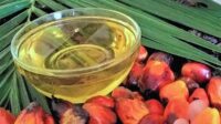 Harga CPO Bursa Malaysia Rabu (7/10) Turun ke RM4.524, KPBN Rp14.625/Kg AGRICOM