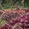 AGRICOM