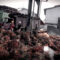 AGRICOM