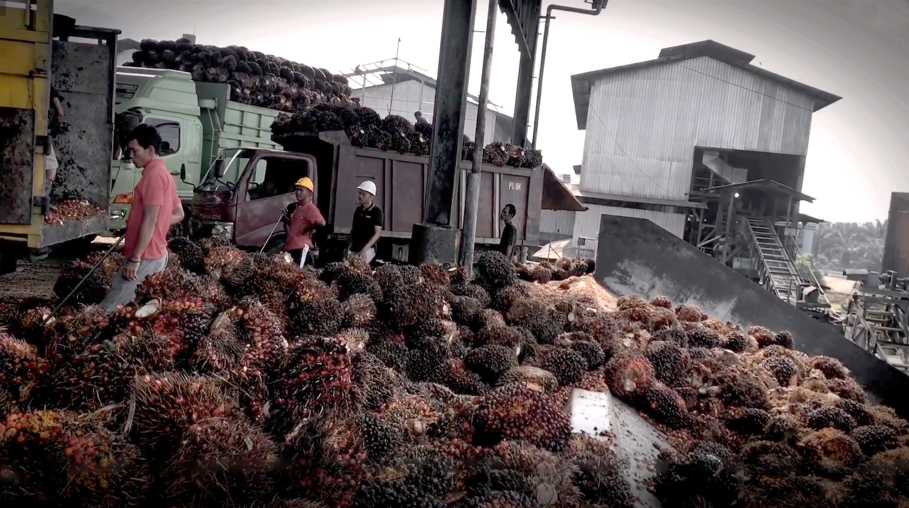 Harga TBS Sawit Sumbar Periode I Oktober 2026 Turun Rp20,33/kg, Umur 10–20 Tahun Jadi Rp3.966,94 AGRICOM