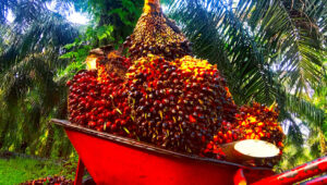 AGRICOM