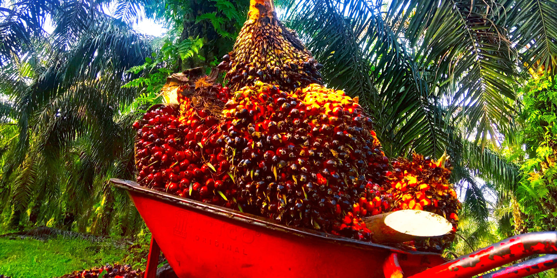 Harga TBS Sawit Jambi Naik Rp45,32/kg, Umur 10–20 Tahun Capai Rp3.679,34 AGRICOM